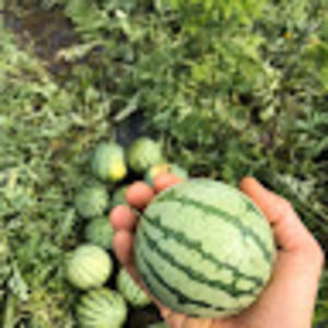 Meet your Posher, Jodee